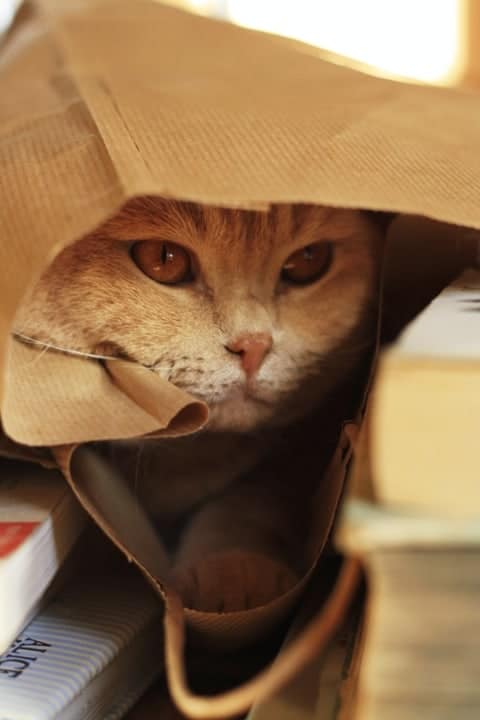 Cat in a Bag
