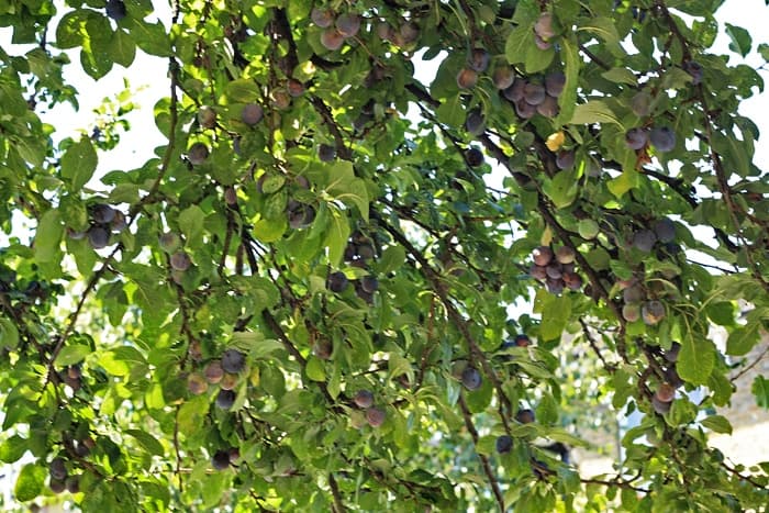 A close up of a tree