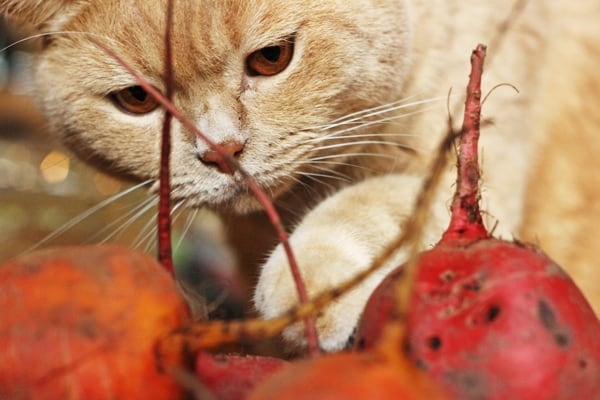 A close up of a cat