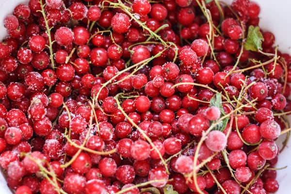 close up of redcurrants